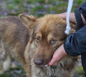 Zdjęcie №4. Sprzedam pies nierasowy w Москва. prywatne ogłoszenie - cena - Bezpłatny