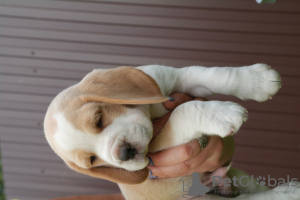 Zdjęcie №4. Sprzedam beagle (rasa psa) w Briańsk. od żłobka - cena - negocjowane