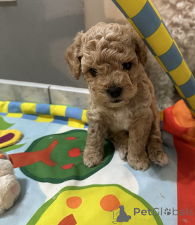 Zdjęcie №2 do zapowiedźy № 110122 na sprzedaż  bichon frise - wkupić się Polska hodowca