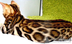 Zdjęcie №1. kot bengalski - na sprzedaż w Москва | 2578zł | Zapowiedź № 82414