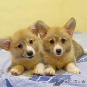 Zdjęcie №1. welsh corgi - na sprzedaż w Manila | negocjowane | Zapowiedź №51334