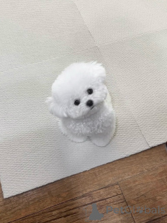 Zdjęcie №2 do zapowiedźy № 156664 na sprzedaż  maltańczyk - wkupić się Niemcy hodowca