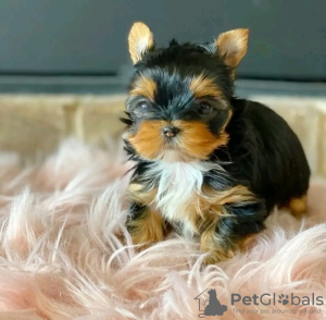 Zdjęcie №1. yorkshire terrier - na sprzedaż w Helsinki | 1674zł | Zapowiedź №114203