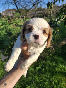 Zdjęcie №3. Doskonałe szczenięta czystej krwi Cavalier King Charles Spaniel.. Estonia