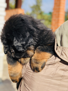 Zdjęcie №1. pies nierasowy, mastif tybetański - na sprzedaż w Kopiec | negocjowane | Zapowiedź №6186