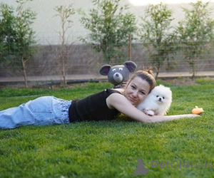 Zdjęcie №3. Piękne rasowe szczenięta pomorskie. Austria