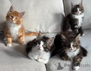 Zdjęcie №1. maine coon - na sprzedaż w Palma | negocjowane | Zapowiedź № 176435