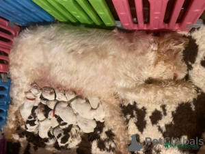 Zdjęcie №2 do zapowiedźy № 107217 na sprzedaż   - wkupić się USA 