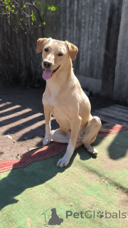 Zdjęcie №1. pies nierasowy - na sprzedaż w Rzeka Moskwa | Bezpłatny | Zapowiedź №148956