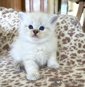 Zdjęcie №1. ragdoll - na sprzedaż w Datteln | 1674zł | Zapowiedź № 177978