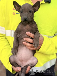 Zdjęcie №1. thai ridgeback - na sprzedaż w Miasto północne | negocjowane | Zapowiedź №169880