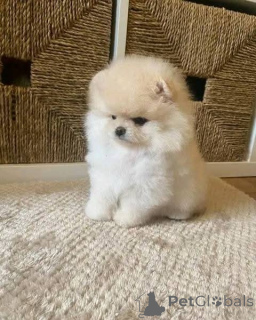 Zdjęcie №3. Pomorze-Welpen zu vermitteln.. Austria