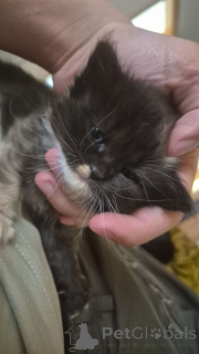 Zdjęcie №2 do zapowiedźy № 139329 na sprzedaż  ragdoll - wkupić się Austria prywatne ogłoszenie