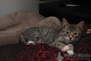 Dodatkowe zdjęcia: Kochany 3-miesięczny kociak Stepan w dobrych rękach