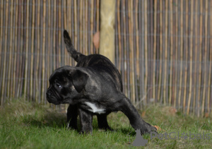 Dodatkowe zdjęcia: Dostępna suczka bullmastiff księżna