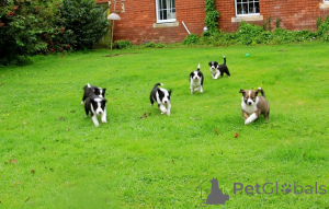 Zdjęcie №4. Sprzedam border collie w Kintai. prywatne ogłoszenie - cena - 4784zł
