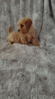 Zdjęcie №2 do zapowiedźy № 160296 na sprzedaż  maltipu - wkupić się Finlandia prywatne ogłoszenie