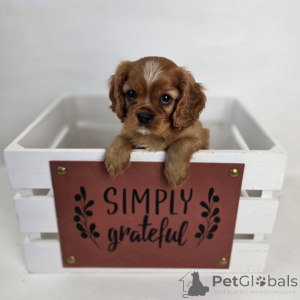 Zdjęcie №3. Poznajcie Olivera, naszego uroczego małego dżentelmena z sercem pełnym miłości i. Szwajcaria