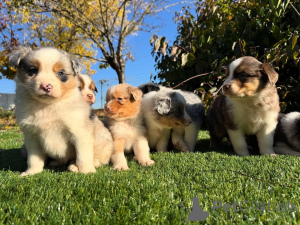 Zdjęcie №1. owczarek australijski - na sprzedaż w Berlin | negocjowane | Zapowiedź №160828