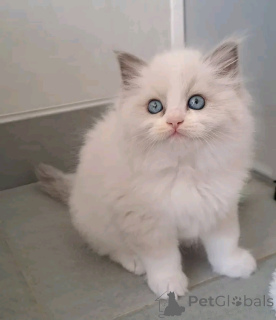 Zdjęcie №2 do zapowiedźy № 176606 na sprzedaż  ragdoll - wkupić się Finlandia 