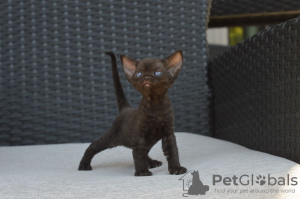 Zdjęcie №1. devon rex - na sprzedaż w Monachium | 1591zł | Zapowiedź № 121022