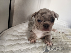 Zdjęcie №3. Chihuahua. Izrael