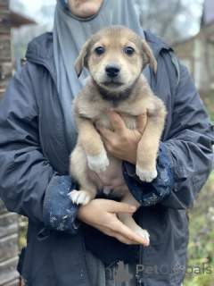 Zdjęcie №4. Sprzedam  w Rzeka Moskwa. prywatne ogłoszenie - cena - 0zł