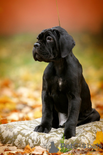 Zdjęcie №1. cane corso - na sprzedaż w Bobruisk | 2242zł | Zapowiedź №26256