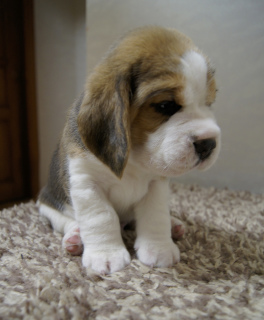 Zdjęcie №4. Sprzedam beagle (rasa psa) w Lipieck. hodowca - cena - Negocjowane