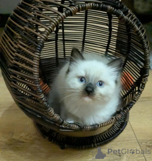 Zdjęcie №1. ragdoll - na sprzedaż w Desuu-roxlau | 1674zł | Zapowiedź № 178058