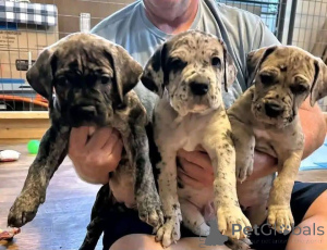 Zdjęcie №1. cane corso - na sprzedaż w Aalborg | 6zł | Zapowiedź №173408