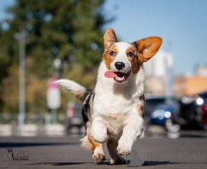 Dodatkowe zdjęcia: Welsh Corgi Cardigan, szczeniak