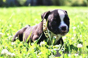 Zdjęcie №4. Sprzedam american bully w Ramienskoje. od żłobka - cena - 3610zł