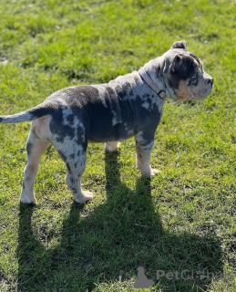 Zdjęcie №2 do zapowiedźy № 158588 na sprzedaż  american bully - wkupić się Wielka Brytania prywatne ogłoszenie