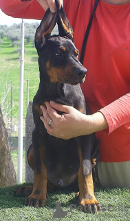 Zdjęcie №1. doberman - na sprzedaż w Pescara | 9567zł | Zapowiedź №138232