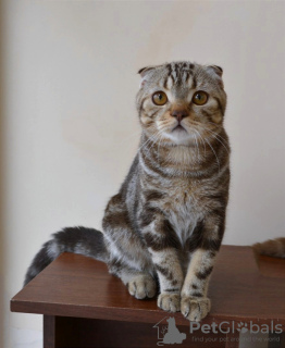 Zdjęcie №3. Szkocki kotek Czekoladowy marmur. Federacja Rosyjska