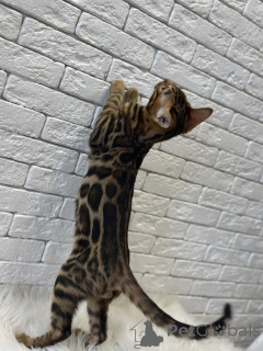 Zdjęcie №4. Sprzedam kot bengalski w Miami. prywatne ogłoszenie, od żłobka, hodowca - cena - negocjowane