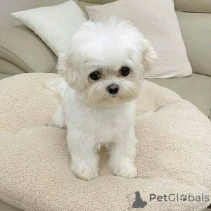 Zdjęcie №3. Poznaj Lucę, małego strażnika o wielkim sercu. Niemcy