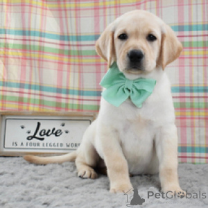 Zdjęcie №1. labrador retriever - na sprzedaż w Frankfurt | 2870zł | Zapowiedź №172780