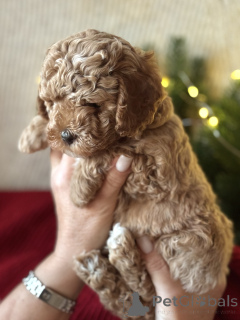 Zdjęcie №2 do zapowiedźy № 161954 na sprzedaż  maltipu - wkupić się Federacja Rosyjska hodowca