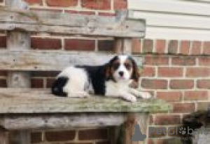 Zdjęcie №2 do zapowiedźy № 129097 na sprzedaż  berneński pies pasterski - wkupić się Finlandia hodowca