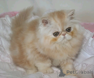 Zdjęcie №3. Munchkin-kätzchen zur adopcja verfügbar. Niemcy