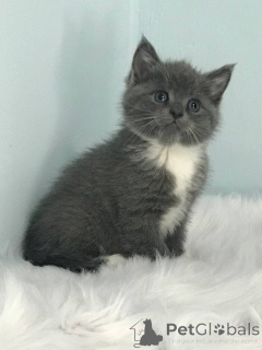 Zdjęcie №2 do zapowiedźy № 140366 na sprzedaż  scottish straight - wkupić się USA prywatne ogłoszenie