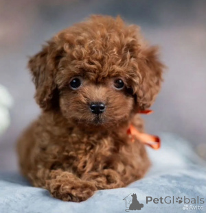 Zdjęcie №2 do zapowiedźy № 162516 na sprzedaż  maltipu - wkupić się Niemcy 