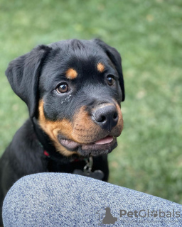 Zdjęcie №1. rottweiler - na sprzedaż w Братислава | 1884zł | Zapowiedź №118170