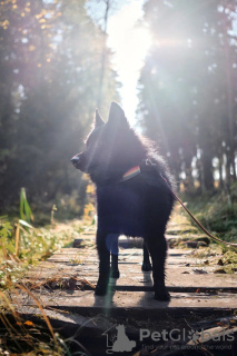 Dodatkowe zdjęcia: Schipperke Venya szuka domu.