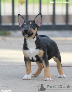 Dodatkowe zdjęcia: Szczenięta Mini Bull Terrier