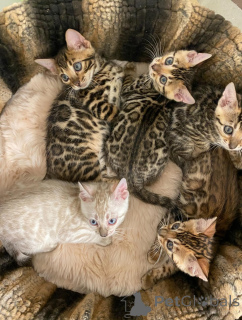 Zdjęcie №1. kot bengalski - na sprzedaż w Hamburg | negocjowane | Zapowiedź № 163541