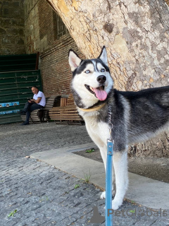 Zdjęcie №2 do zapowiedźy № 24922 na sprzedaż  husky syberyjski - wkupić się Gruzja prywatne ogłoszenie