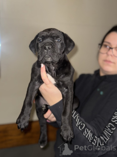 Zdjęcie №3. Cane Corso. Serbia